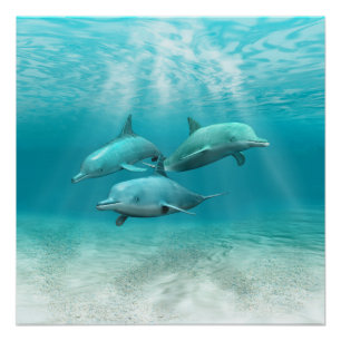 Poster Les dauphins de natation