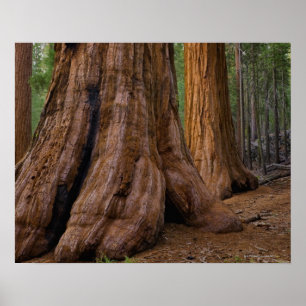 Poster Les Etats-Unis, la Californie, arbre de séquoia