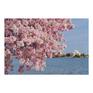 Poster Les Etats-Unis, Washington DC, cerisier