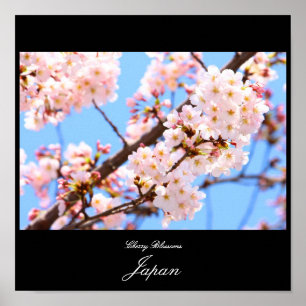 Poster Les fleurs de cerisiers au Japon