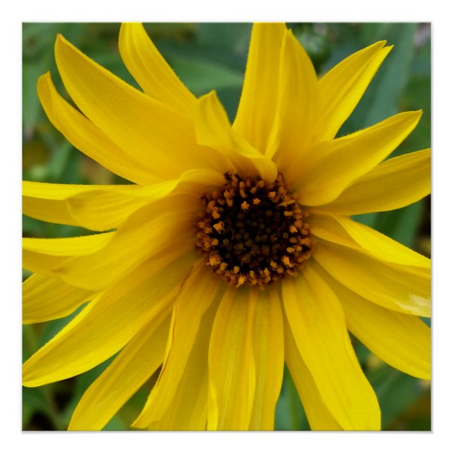 Poster les fleurs jaunes de l'automne (Devant)