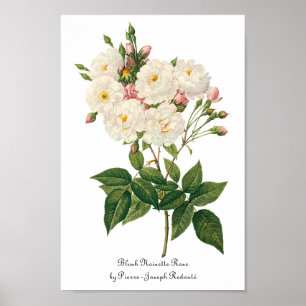 Poster Les fleurs vintages florales rougissent Noisette