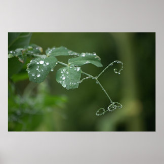 Poster Les larmes du pois