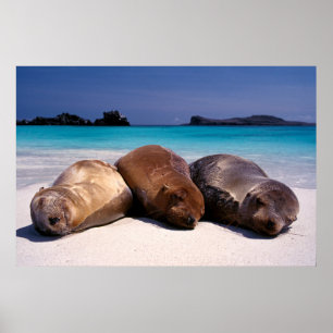 Poster Les Lions De Mer Dormir Sur La Plage Équateur