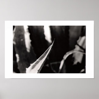 Poster Les Magueyes