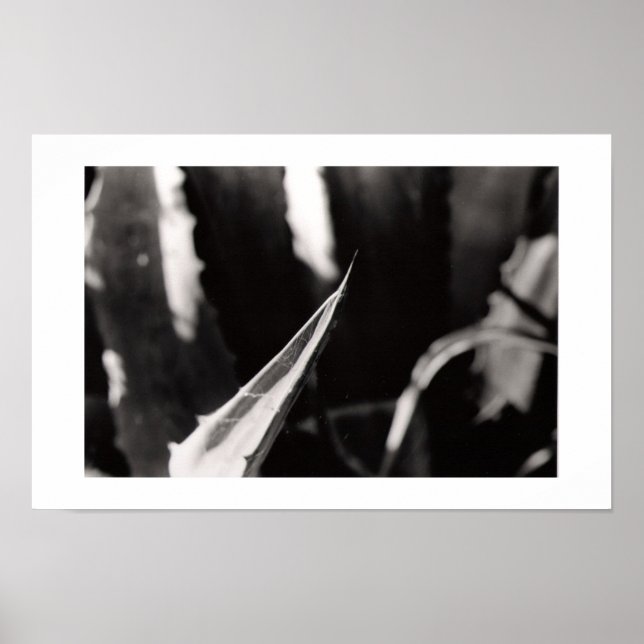 Poster Les Magueyes (Devant)