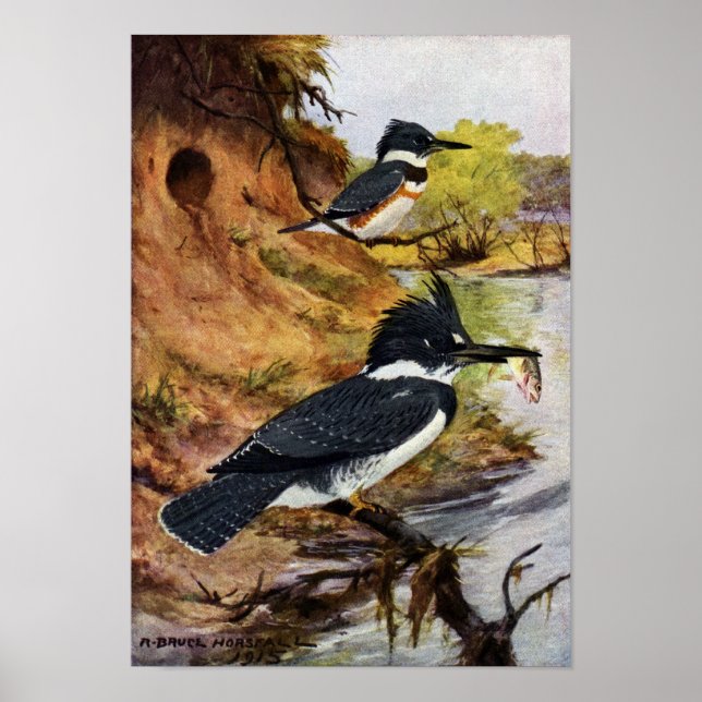 Poster Les martins-pêcheurs et leur tunnel de nid (Devant)