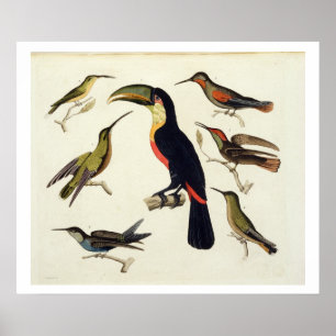 Poster Les oiseaux natifs, dont le Toucan (centre), Amazo
