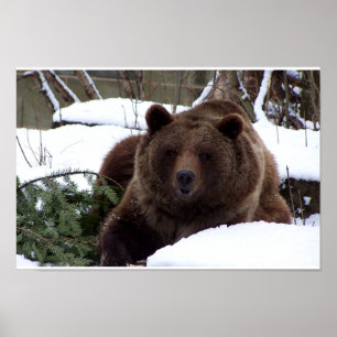 Poster les ours de Berne