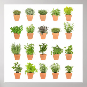 Poster Les plantes de fines herbes mis en pot customisent