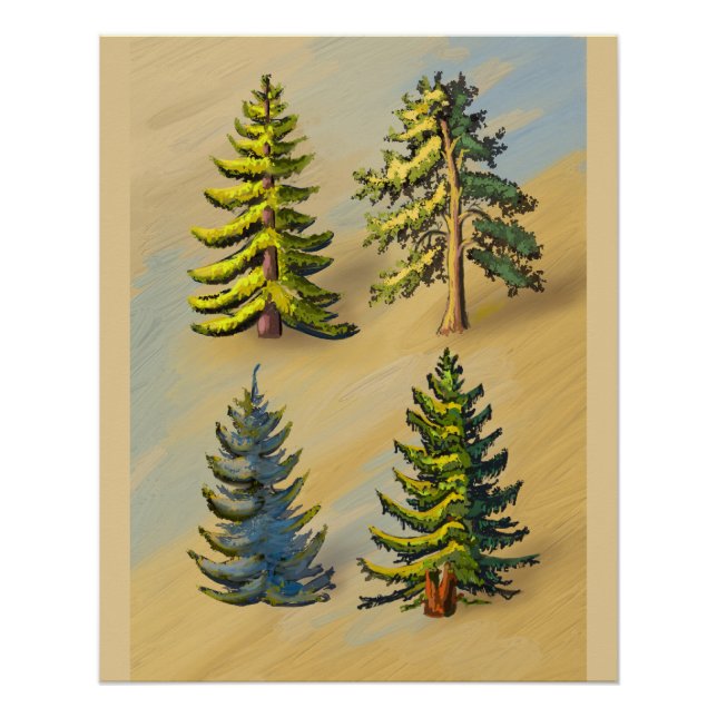 Poster Les quatres variétés de sapins, botanique. (Devant)