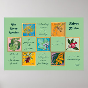 Poster Les Sept Espèces ou Shivat Minim