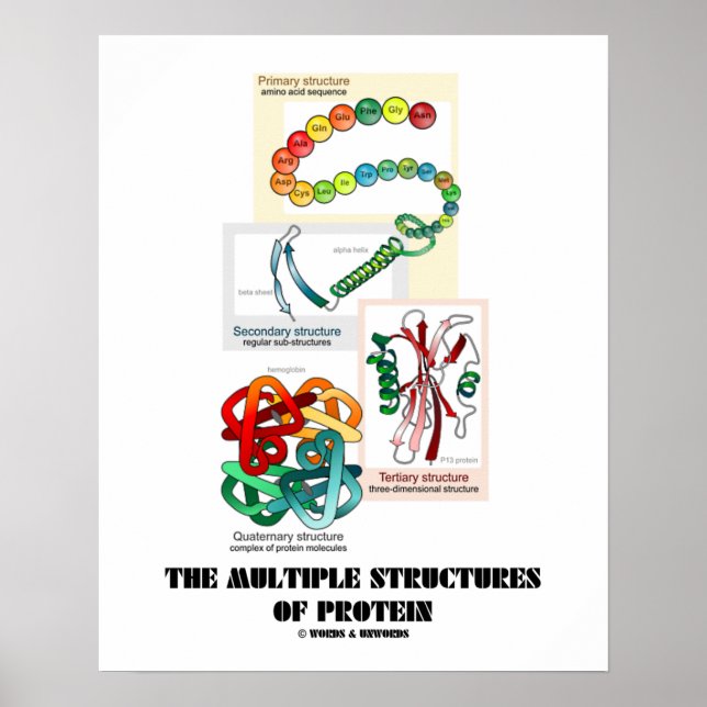 Poster Les Structures Multiples De Protéines (Biologie) (Devant)