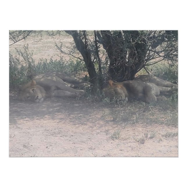 Poster Let Sleepy Lions Lie (Devant)