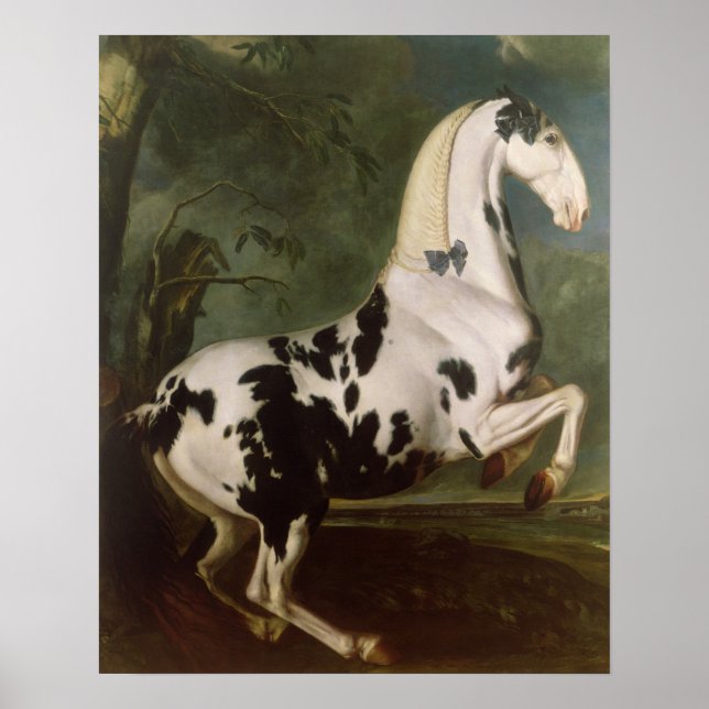 Poster L'étalon Piebald à l'étouffée Eisgruber (Devant)