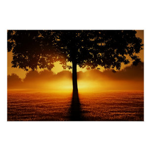 Poster Lever du soleil, silhouette des arbres,