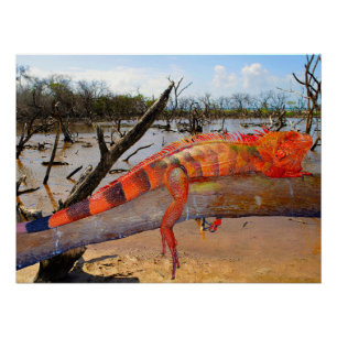 Poster Lézard orange et noir à Margarita