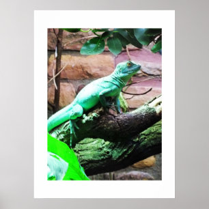 Poster Lézard vert