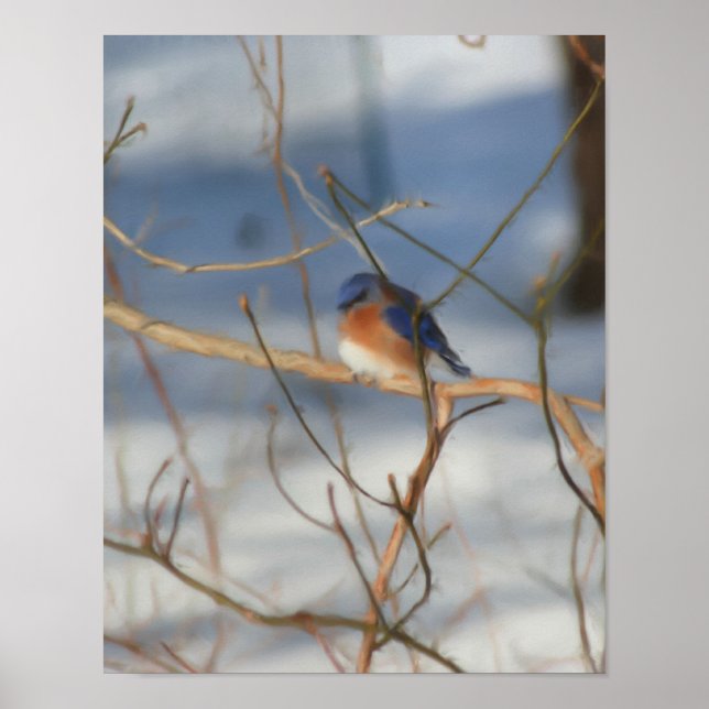 Poster L'hiver Bluebird Nature Peinture Art (Devant)