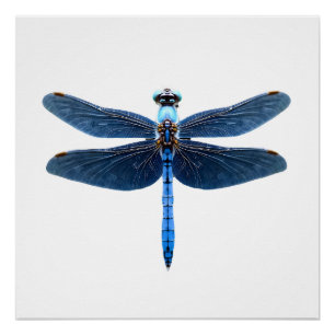 Poster Libellule bleue - Insecte Faune et flore Amateur d