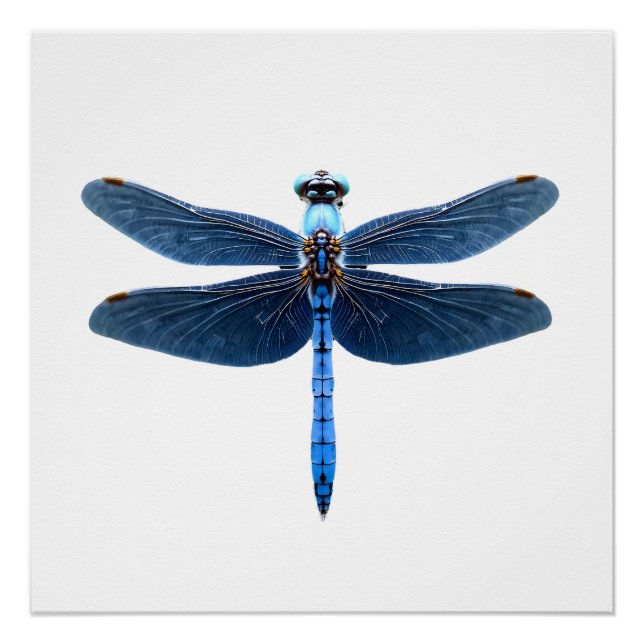 Poster Libellule bleue - Insecte Faune et flore Amateur d (Devant)