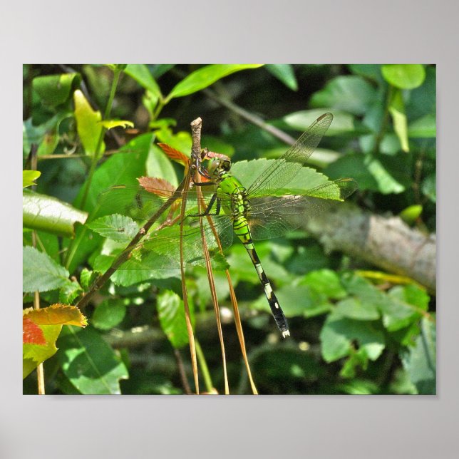 Poster libellule de Pondhawk oriental (Devant)