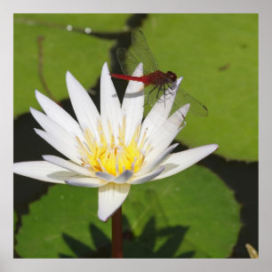 Poster Libellule sur nénuphar