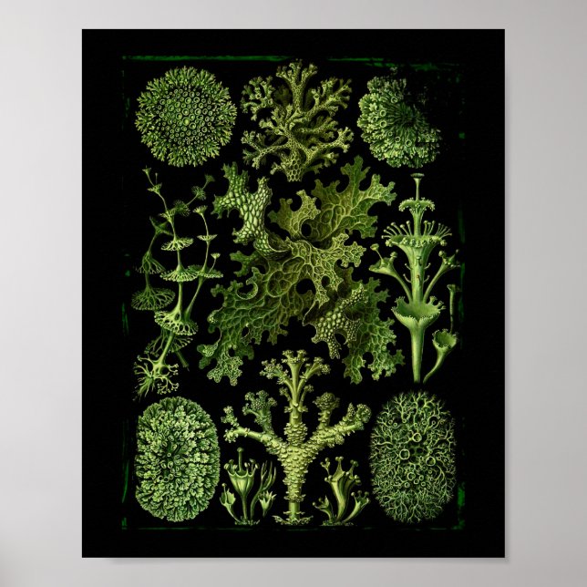 Poster Lichens (Lichenes) en vert sur noir (Devant)