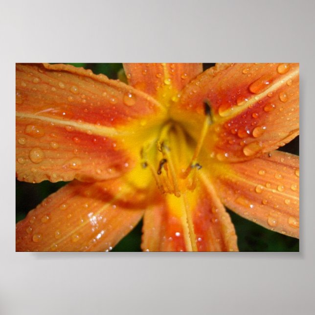 Poster lièvre (Devant)