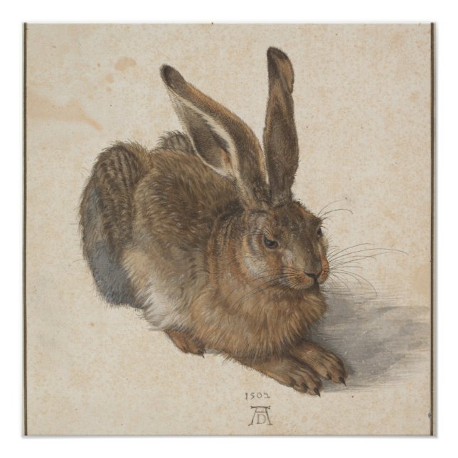 Poster Lièvre jeune (Durer 1502) (Devant)