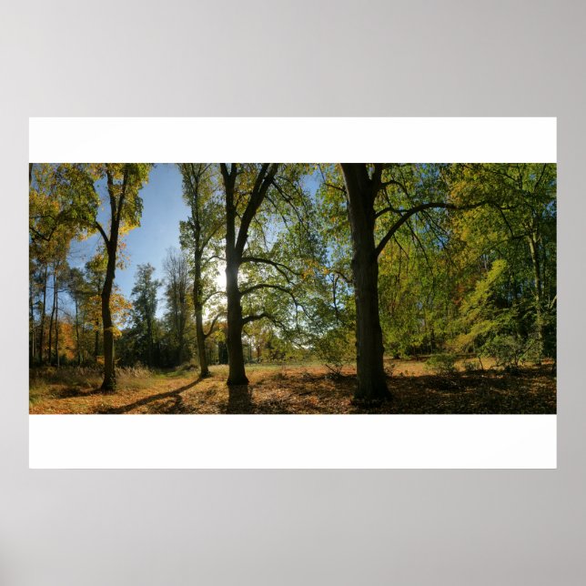 Poster Ligne d'arbres d'automne (Devant)