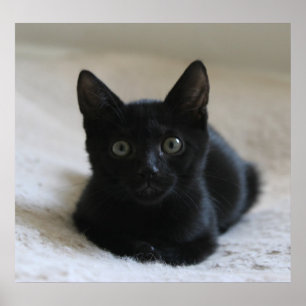 Poster Lil Black Kitten