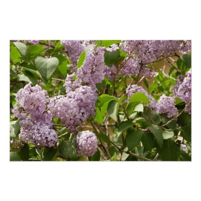 Poster Lilac Bush Belles fleurs de printemps violettes (Devant)