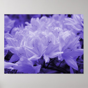 Poster Lilac Lilies Imprimer