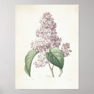 Poster Lilac ou Lilas