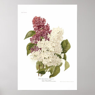 Poster Lilas