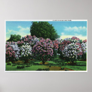 Poster Lilas de Highland Park en fleur