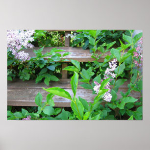 Poster Lilas et fleurs poussant à travers des marches en 