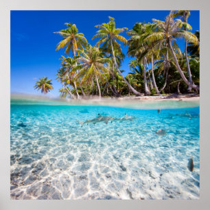 Poster L'île tropicale sous et au-dessus de l'eau