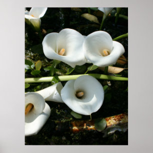 Poster Liliers cultivés à Calla Lily Plantation, Taïwan