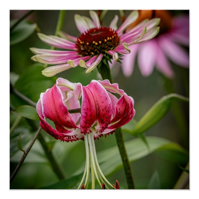 Poster Lily  (Devant)