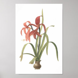 Poster lily (Amaryllis formosissima) de Redouté