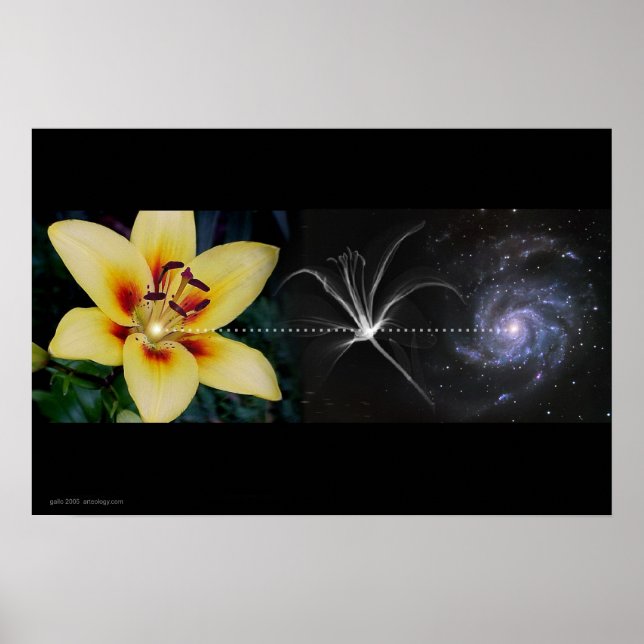 Poster Lily d'Anthony par Gregory Gallo (Devant)