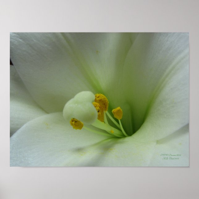 Poster Lily de Pâques (Devant)