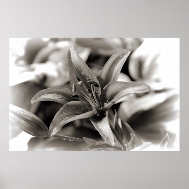 Poster Lily en noir et blanc (Devant)