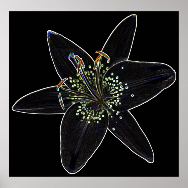 Poster Lily en velours noir (Devant)