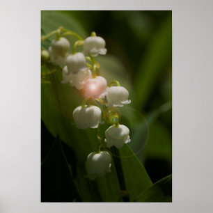 Poster Lily Of The Valley Floral
