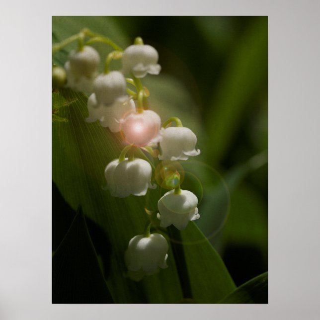 Poster Lily Of The Valley Floral (Devant)