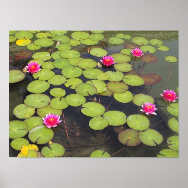 Poster Lily pads et Lotus Flowers (Devant)