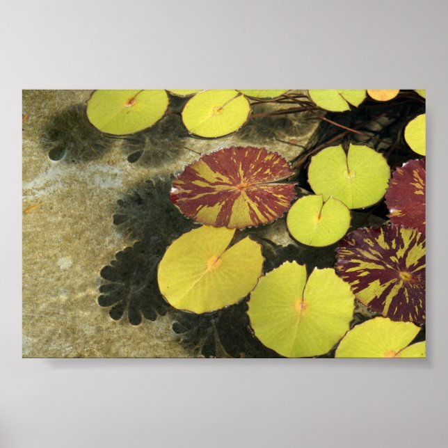 Poster Lilypads (Devant)